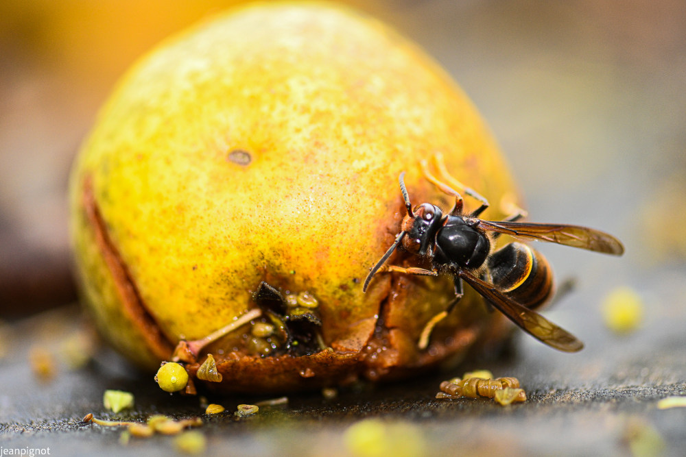 frelon entament la poire.JPG