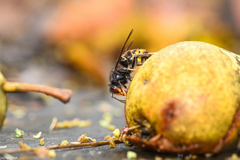 frelon a gauche de la poire.JPG