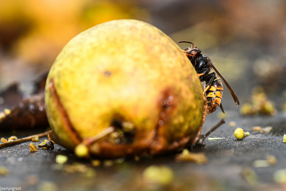 frelon a droite de la poire.JPG