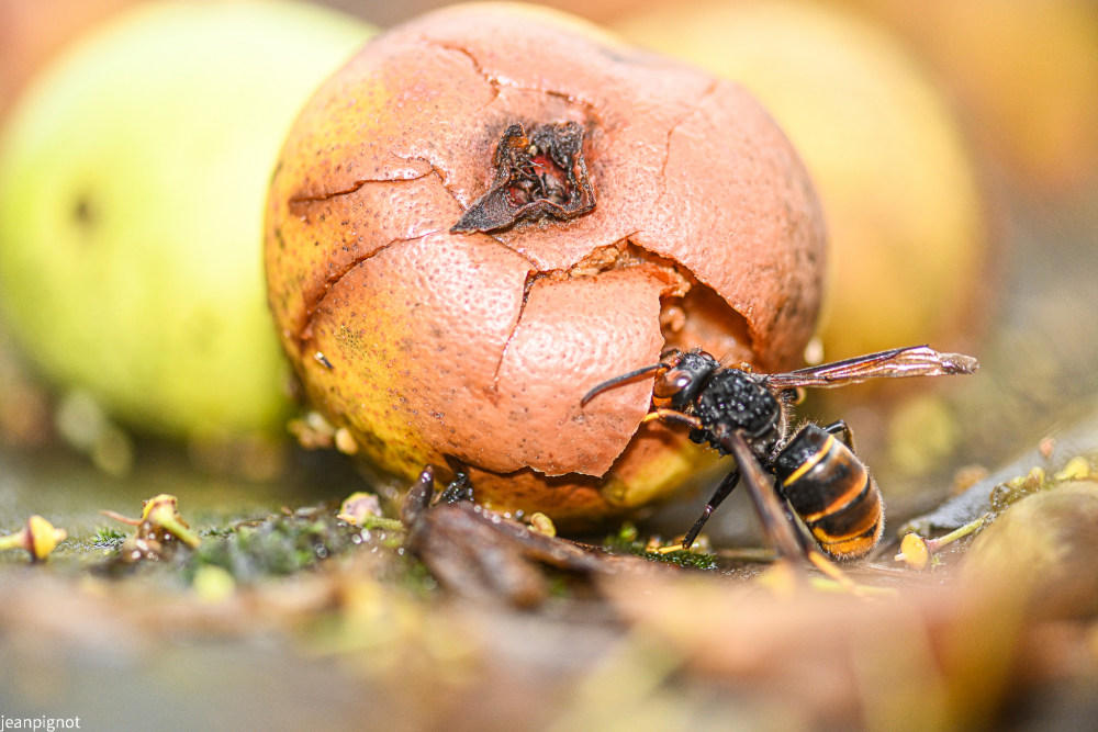 frelon sur poire pourit.JPG