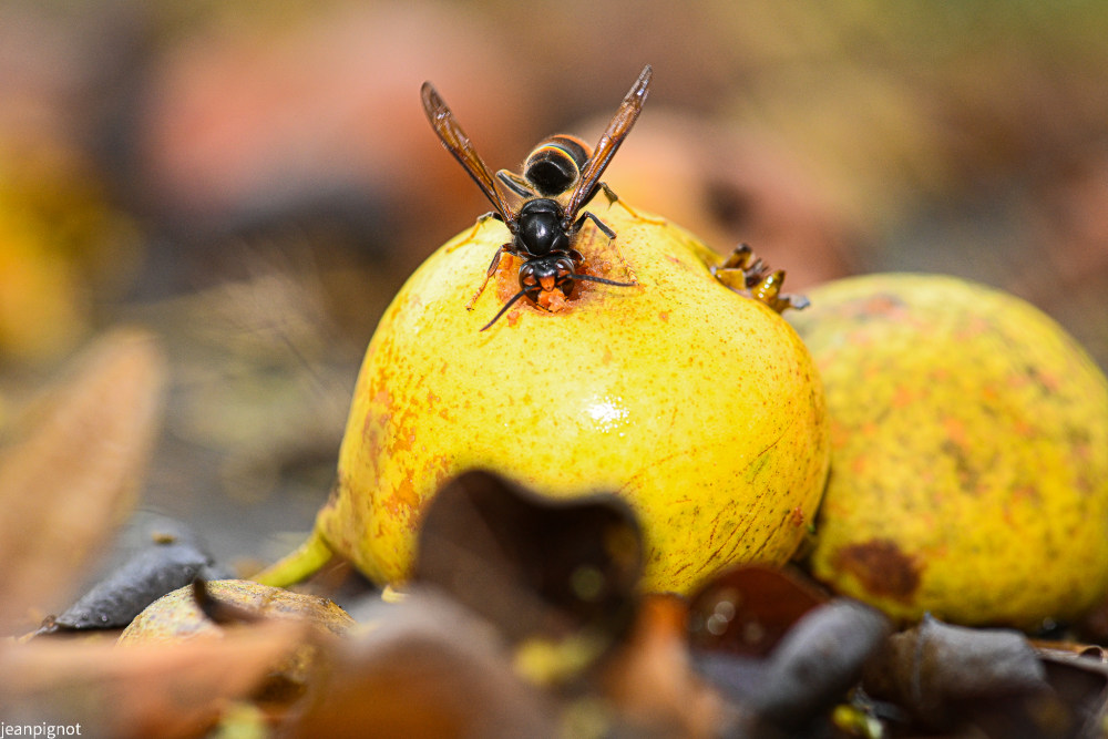 frelon persant  une poire.JPG