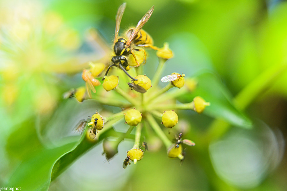 quepe et insectes sur fleur de lierre.JPG