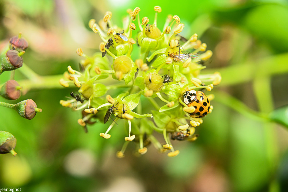 coccinelle et insectes sur fleur de lierre.JPG