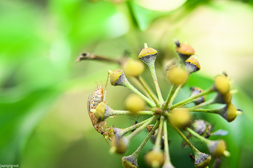 blatte sur fleur de liérre.JPG