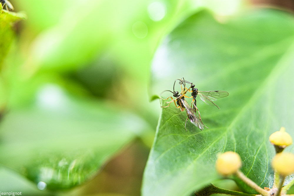 accouplement  d ichneumons.JPG