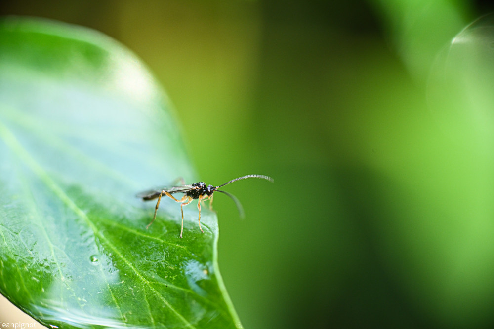 ichneumon.JPG