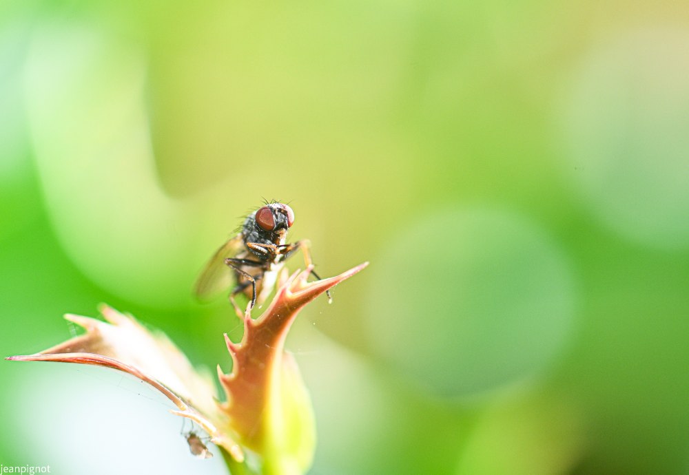 petite mouche commune.JPG
