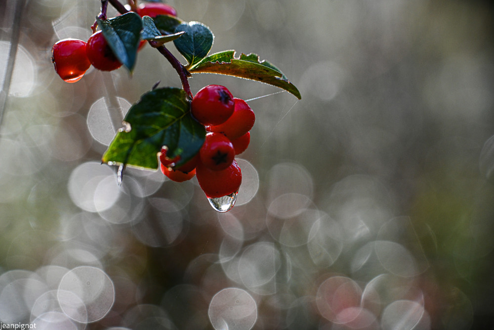 baies de cotoneastére dans la rosée.JPG