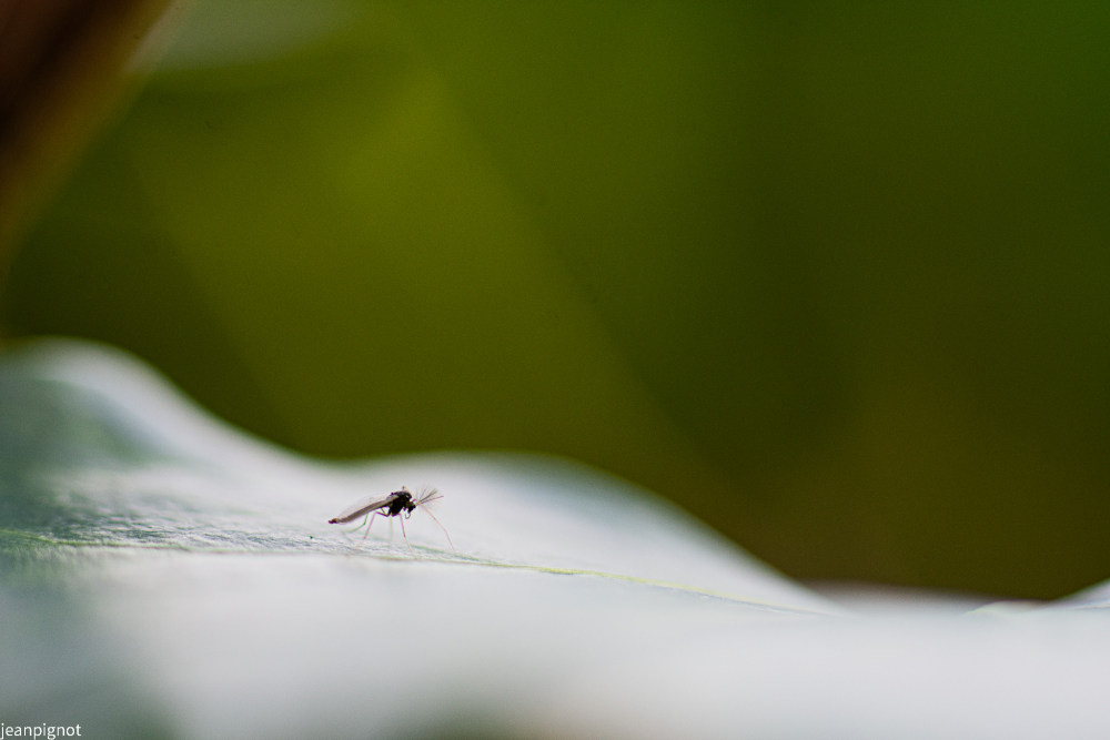 chironome a gauche N2.JPG