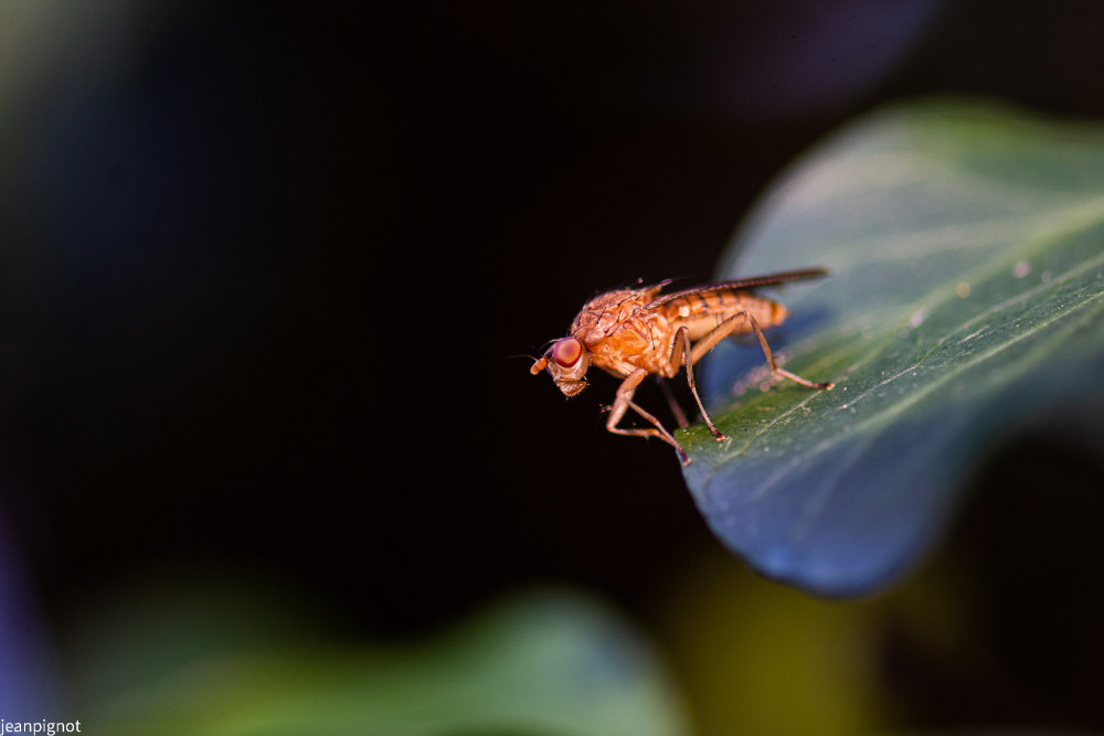 mouche scatophage N2.JPG