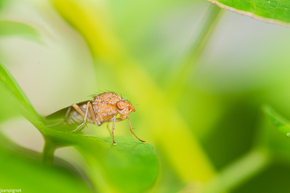 mouche scatophage.JPG