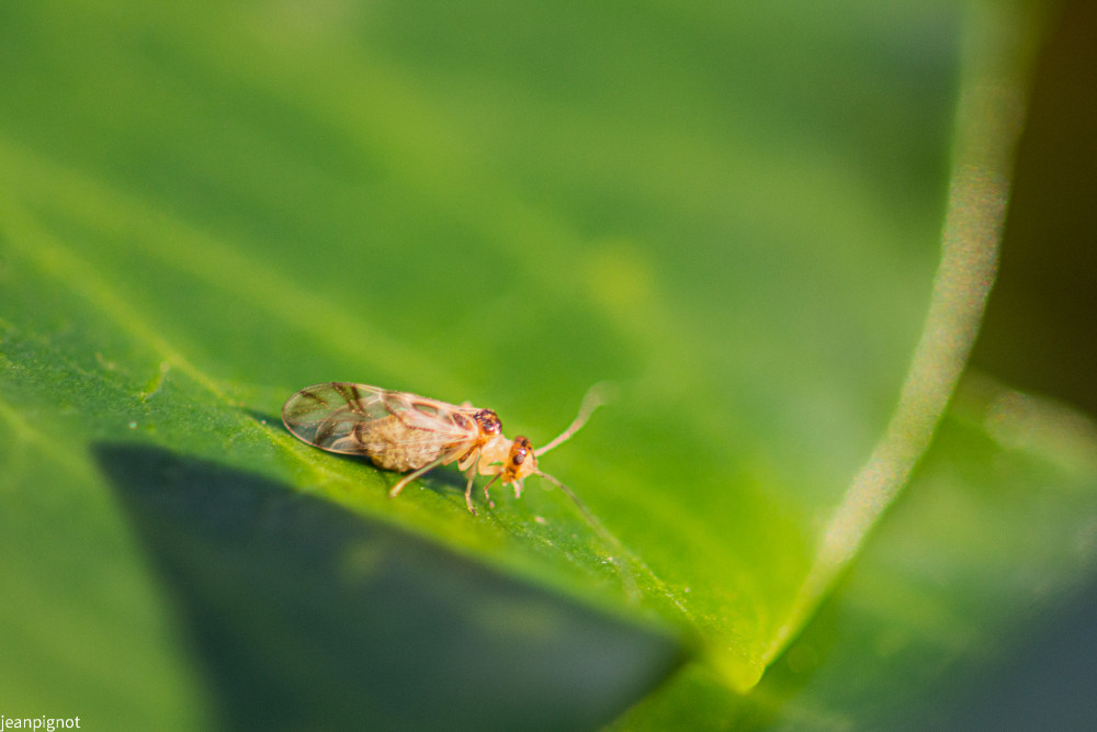 graphopsocus cruciatus.JPG