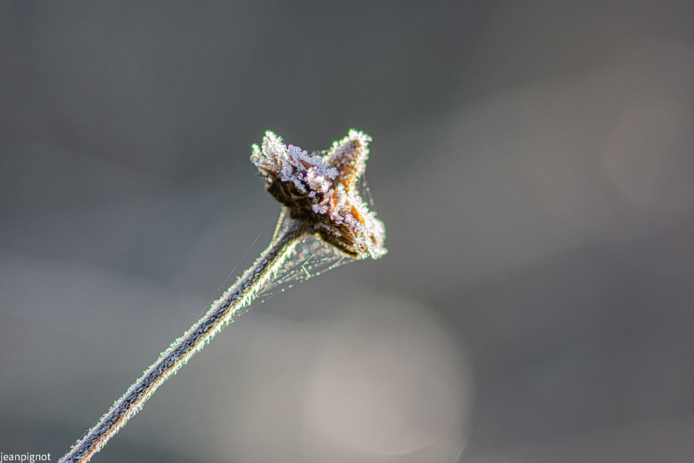 plante dans la gelée N2.JPG