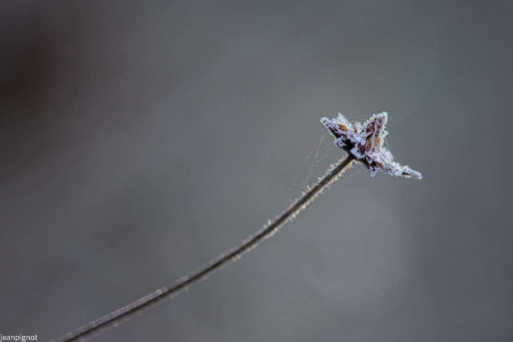 plante dans la gelée N1.JPG