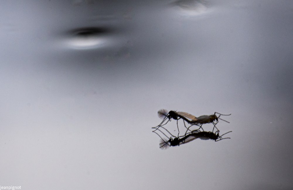 accouplement de chironomes sur l eau.JPG
