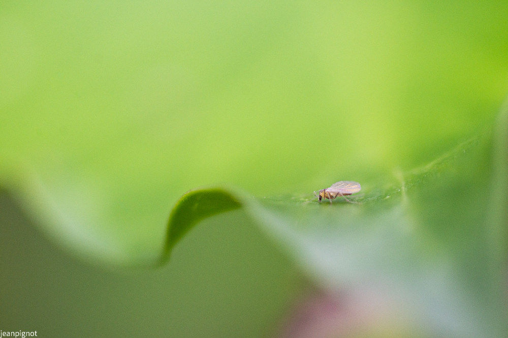 DSC_1106_2211.JPG