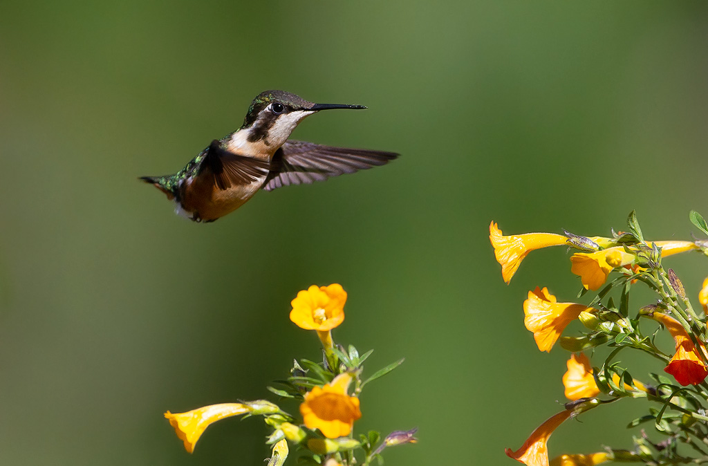 _MGL2999-Colibri des Santa Marta.jpg