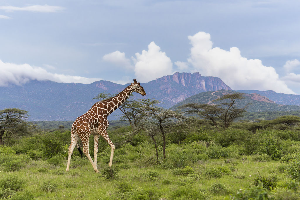 Girafe réticulée Samburu-4.jpg