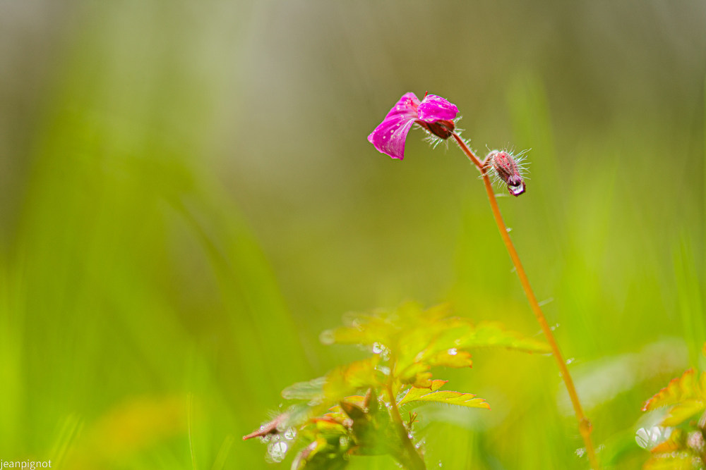 géranium sauvage.JPG