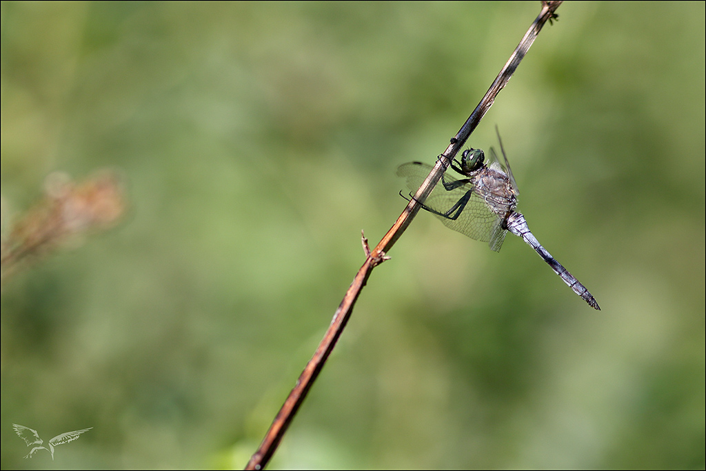 Orthetrum cancell ♂.jpg