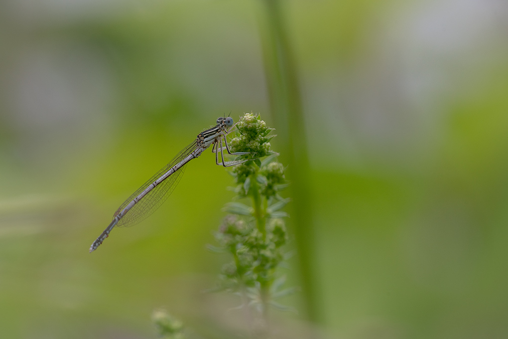 agrion juin 2024 1.jpg