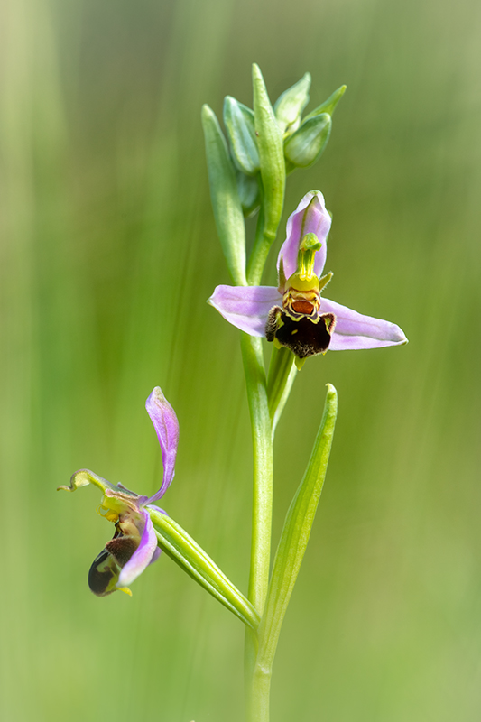 Ophrys abeille juin 2024 6.jpg