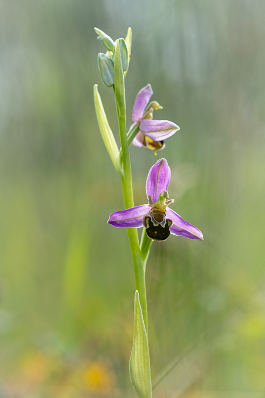 Ophrys abeille juin 2024 7.jpg