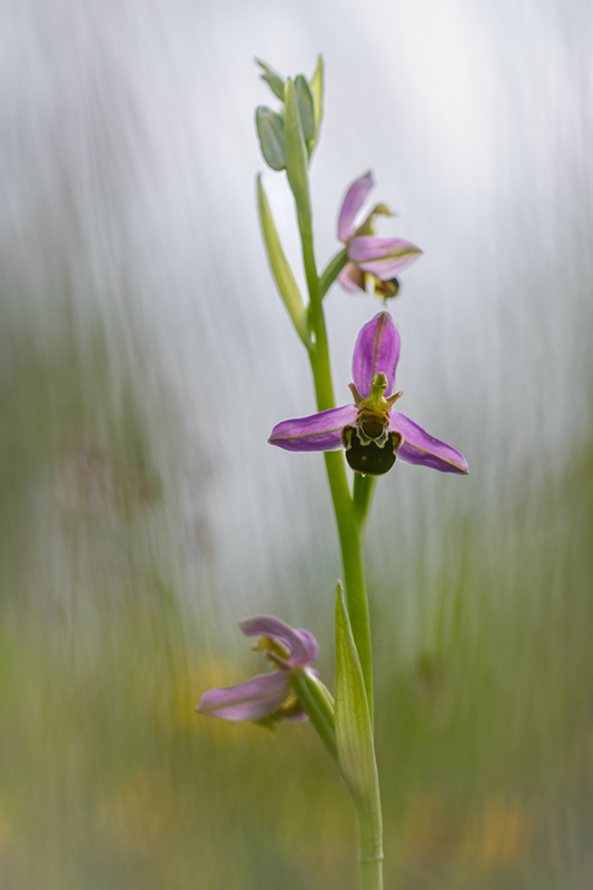Ophrys abeille juin 2024 4.jpg