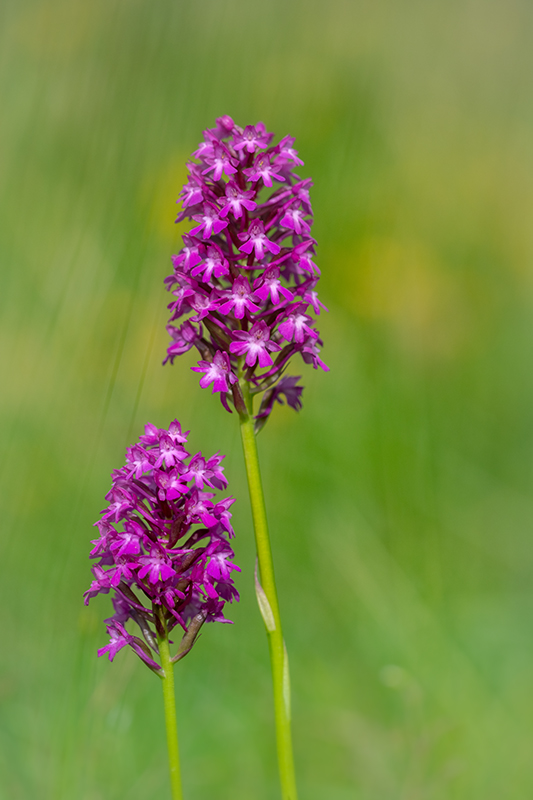 orchys pyramidal juin 2024 1.jpg