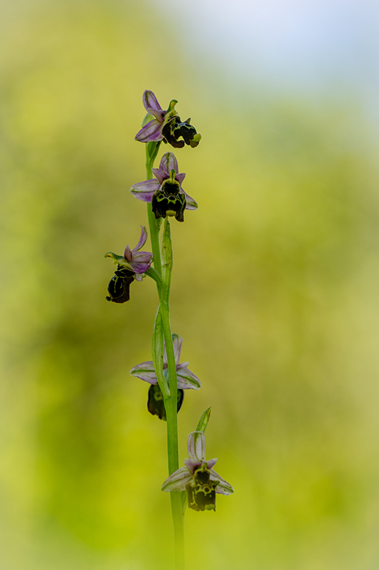 Ophrys bouffon juin 2024 3.jpg