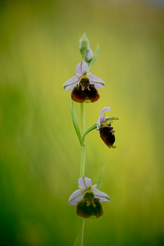 Ophrys bouffon juin 2024 6.jpg