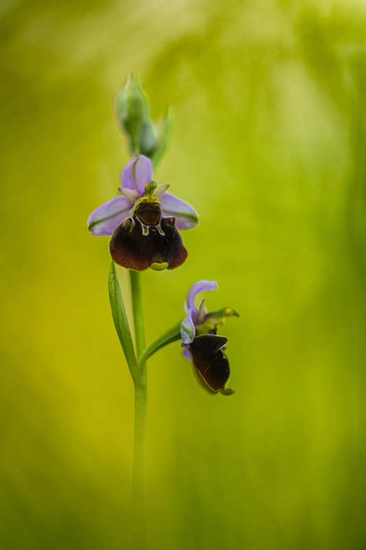Ophrys bouffon juin 2024 8.jpg