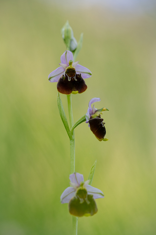 Ophrys bouffon juin 2024 9.jpg