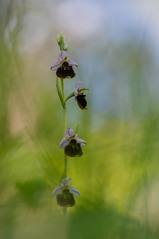 Ophrys bouffon juin 2024 12.jpg