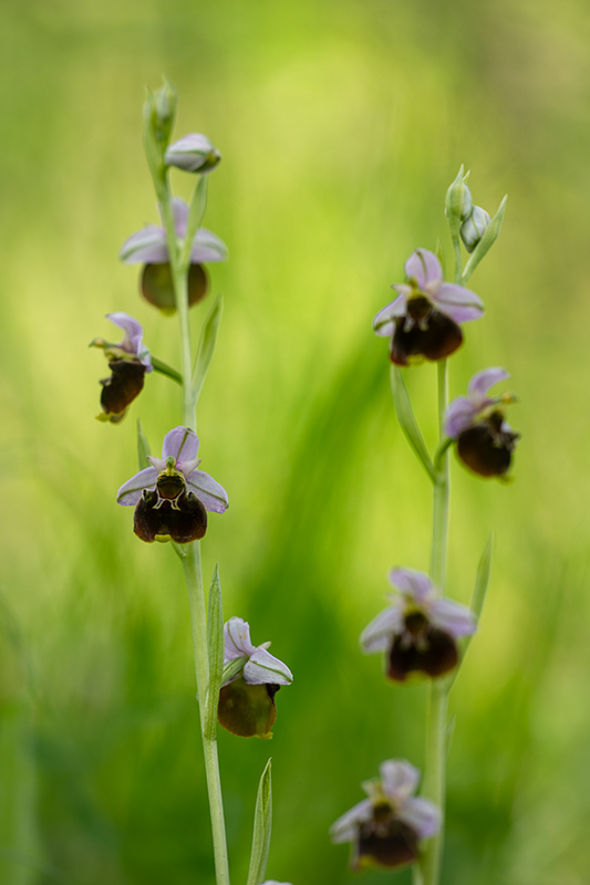 Ophrys bouffon juin 2024 13.jpg