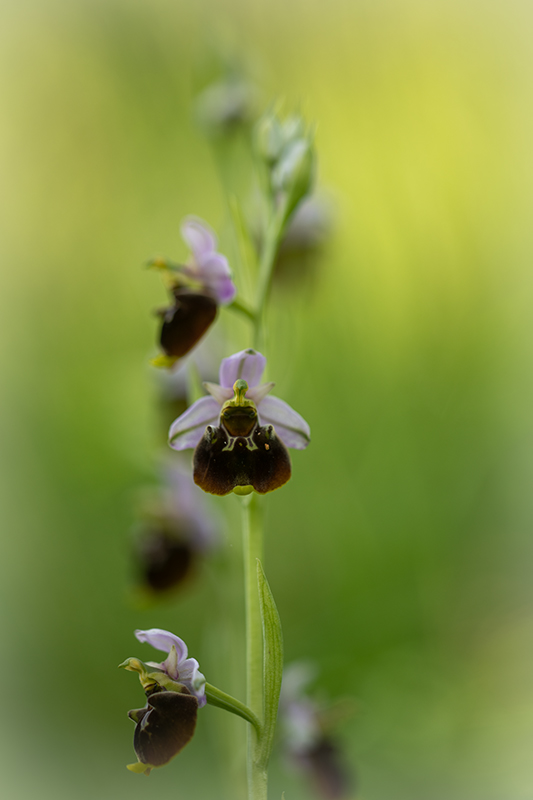 Ophrys bouffon juin 2024 15.jpg