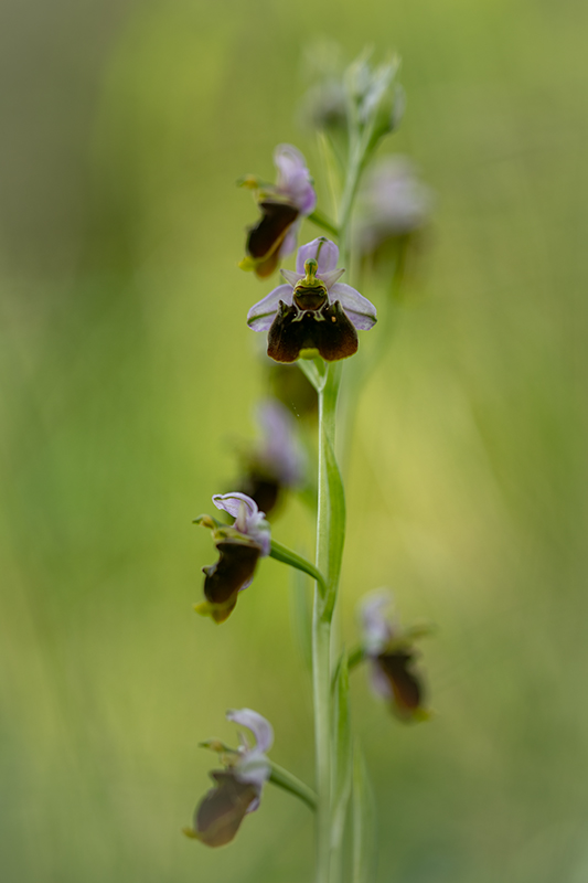 Ophrys bouffon juin 2024 16.jpg