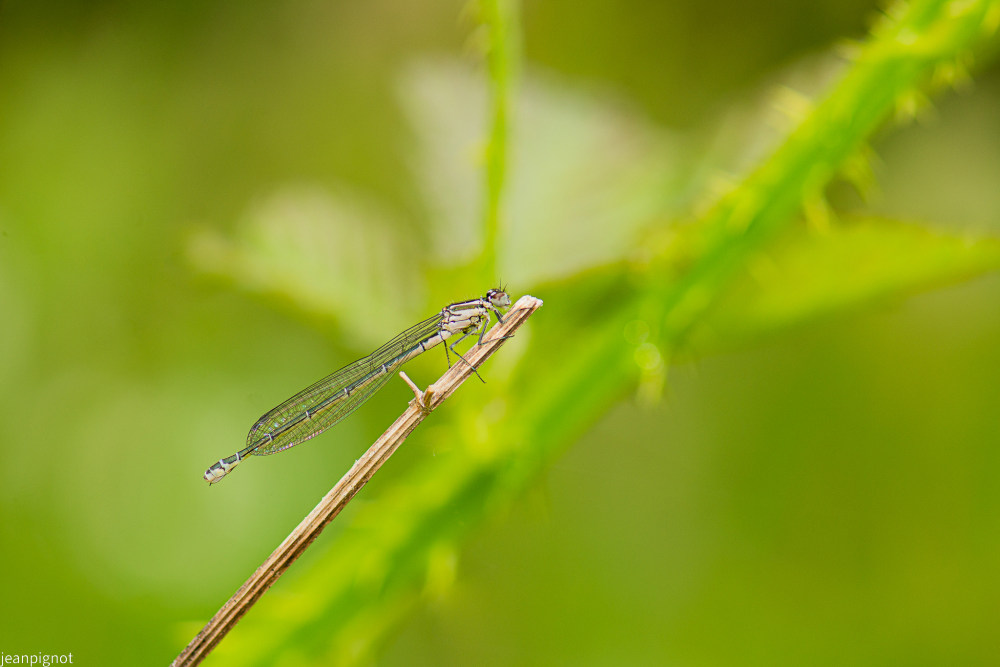 agrion jouvencelle.JPG