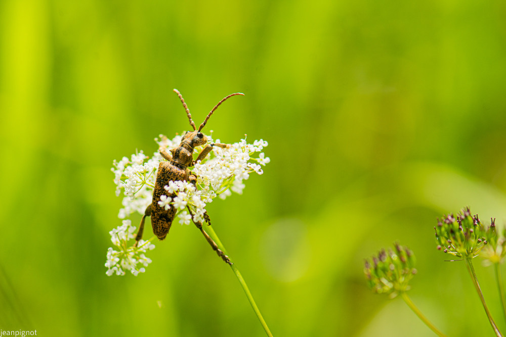 rhagium mordax.JPG