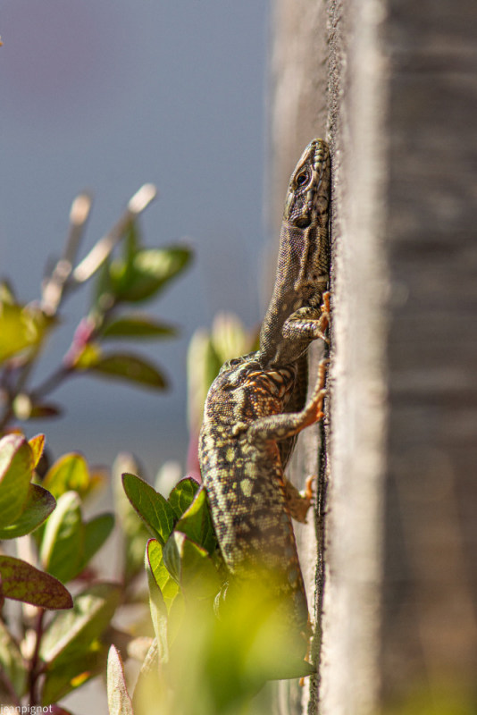 predation lézard_3108.JPG