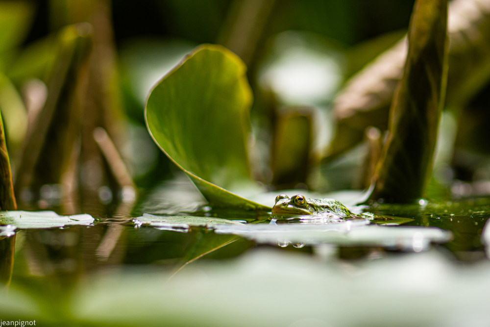 grenouille verte.JPG