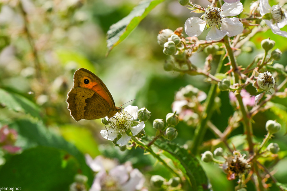 papillon myrtil (3).JPG