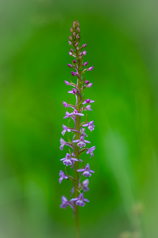 Orchys moucheron juin 2024 3.jpg