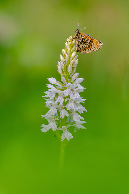 Mélitée (du mélampyre)et Orchidées (de fuchs) François.jpg