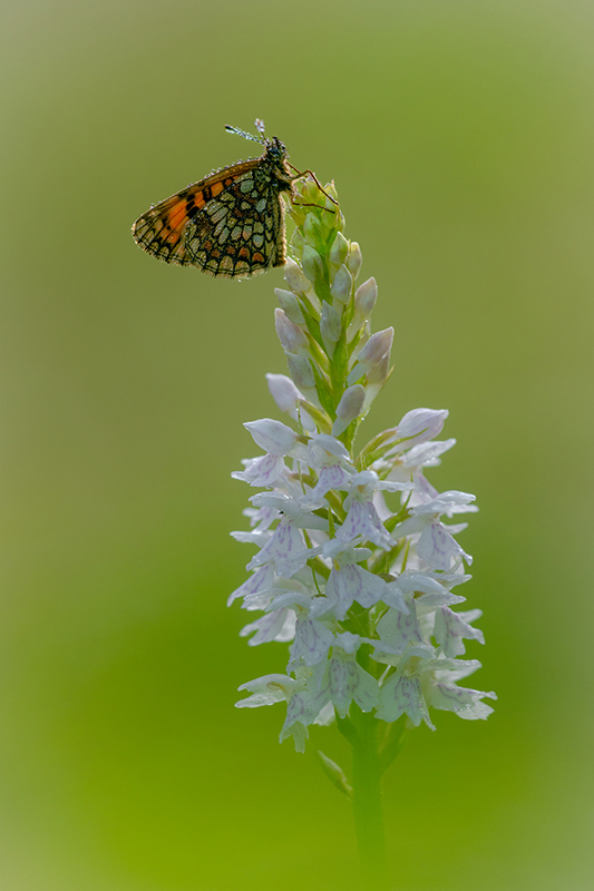 Mélitée (du mélampyre)et Orchidées (de fuchs) juin 2024 3.jpg