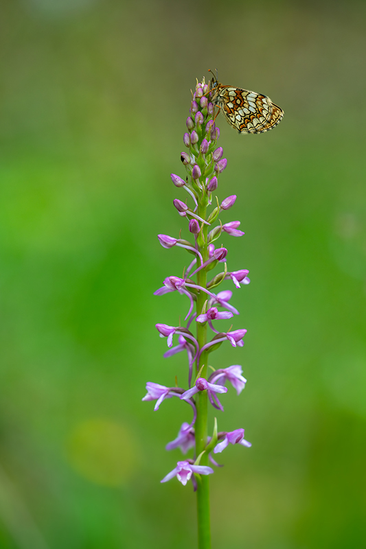 Mélitée (du mélampyre)et Orchidées (moucheron) juin 2024 5.jpg