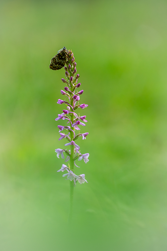 Mélitée (du mélampyre)et Orchidées (moucheron) juin 2024 6.jpg