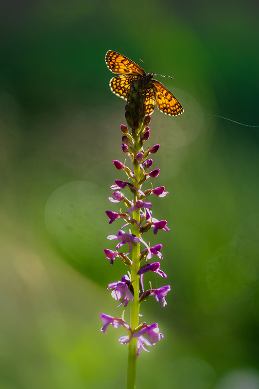 Mélitée et Orchidées juin 2024 4.jpg