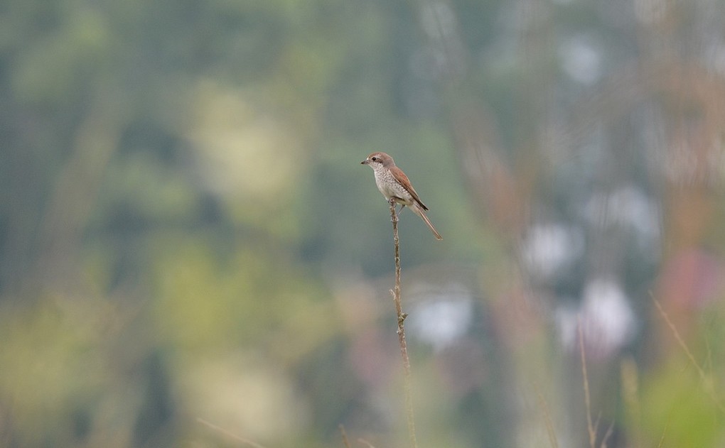 DSC_9356.JPG