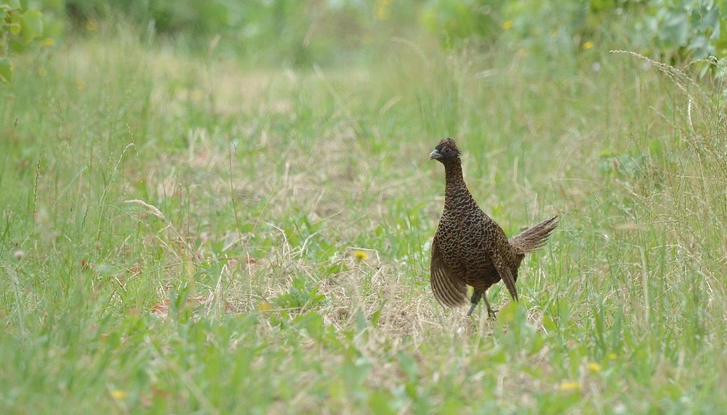 DSC_9482.JPG